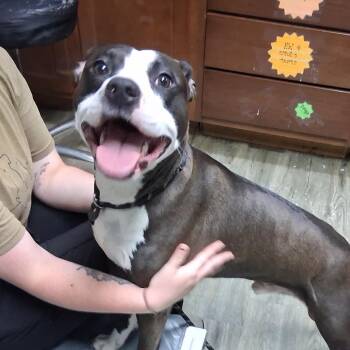 Jones -  Mixed Breed Dog for Adoption in Summerville, South Carolina - Jones | PetCurious