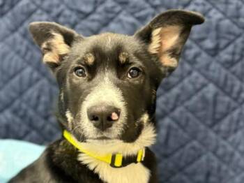Shepherd and Siberian Husky Dogs Available for Adoption in Portland, Oregon - Robbie | PetCurious