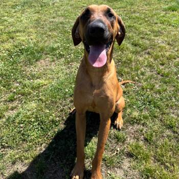 Redbone Coonhound and Great Dane Dogs Available for Adoption in Roxboro, North Carolina - Marmaduke | PetCurious