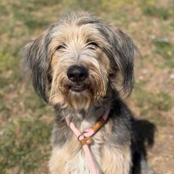 Walter -  Standard Poodle and Australian Shepherd Dog for Adoption in Spanish Fork, Utah - Walter | PetCurious