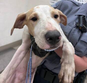 Patches -  Pit Bull Terrier Dog for Adoption in Austin, Texas - Patches | PetCurious