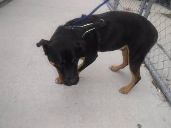 KADE -  Terrier and Mixed Breed Dog for Adoption in Doral, Florida - KADE | PetCurious