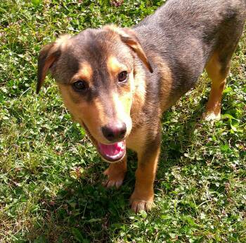 Rescue Labrador Retriever and Siberian Husky Dogs for Adoption in Watertown, Connecticut - Beatrix Plotter | PetCurious