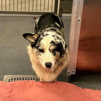 Terrier Dogs Available for Adoption - Teak | PetCurious