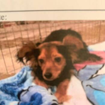 Isabella -  Pomeranian and Mixed Breed Dog for Adoption in San Pablo, California - Isabella | PetCurious