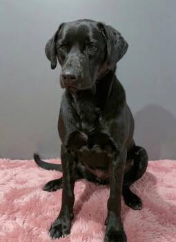 Mastiff and Black Labrador Retriever Dogs Available for Adoption in Wheelersburg, Ohio - Moon | PetCurious