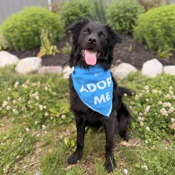 Australian Shepherd and Flat Coated Retriever Dogs Available for Adoption in Mettawa, Illinois - The Dude | PetCurious