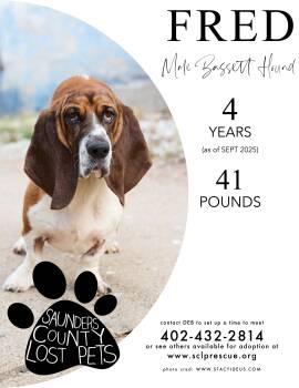Rescue Basset Hound Dogs for Adoption in Wahoo, Nebraska - Fred | PetCurious