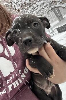 Rescue Mixed Breed Dogs for Adoption in Fennville, Michigan - TP 3 | PetCurious