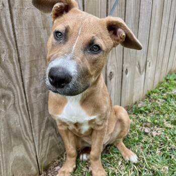 Mixed Breed Dogs Available for Adoption - Moose | PetCurious