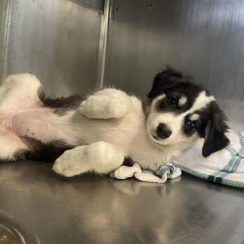 Sally -  Border Collie and Mixed Breed Dog for Adoption in Spokane, Washington - Sally | PetCurious