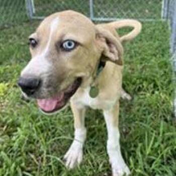 Clover -  Hound and Terrier Dog for Adoption in Calverton, New York - Clover | PetCurious