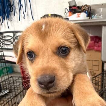 Folger -  Labrador Retriever and Mixed Breed Dog for Adoption in Edinburg, Texas - Folger | PetCurious
