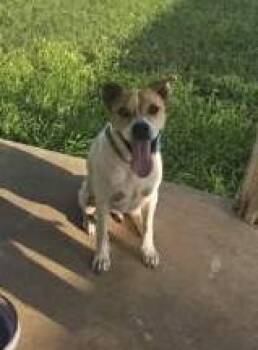 Bradley boy -  Staffordshire Bull Terrier Dog for Adoption in Beeville, Texas - Bradley Boy | PetCurious