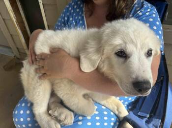 Freddy Jones DFW -  Anatolian Shepherd and Great Pyrenees Dog for Adoption in Quinlan, Texas - Freddy Jones DFW | PetCurious