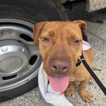 Mixed Breed Dogs Available for Adoption in Columbus, Georgia - 04/25/2026-Stray-7thStreet | PetCurious