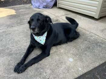 German Shepherd Dog and Mixed Breed Dogs Available for Adoption in St. Peters, Missouri - HAWKEYE | PetCurious