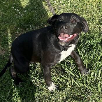 Mastiff Dogs Available for Adoption in Mckenzie, Tennessee - Briley | PetCurious