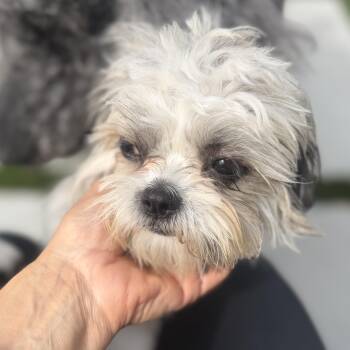 Ms. Sweetie Lili -  Shih Tzu and Lhasa Apso Dog for Adoption in Ridgefield, Washington - Ms. Sweetie Lili | PetCurious