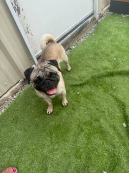 Rescue Pug Dogs for Adoption in St. Cloud, Florida - Frank | PetCurious