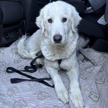 Great Pyrenees Dogs Available for Adoption - Loretta | PetCurious