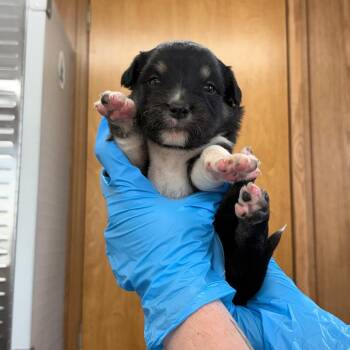 Mixed Breed Dogs Available for Adoption in Loxahatchee Groves, Florida - Clairol 9885 | PetCurious