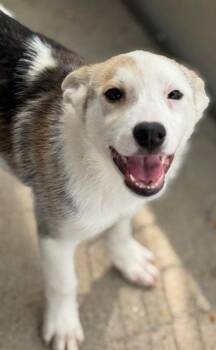Viennetta -  Australian Cattle Dog Blue Heeler and Australian Shepherd Dog for Adoption in Fort Lupton, Colorado - Viennetta | PetCurious