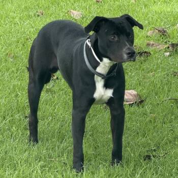 AIR-Stray-13199 -  Pit Bull Terrier Dog for Adoption in Keaau, Hawaii - AIR-Stray-13199 | PetCurious