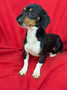 Chiweenie Dogs Available for Adoption in Marshall, Texas - Dakota | PetCurious