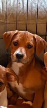 Wendy Love -  Mixed Breed Dog for Adoption in St. Augustine, Florida - Wendy Love | PetCurious