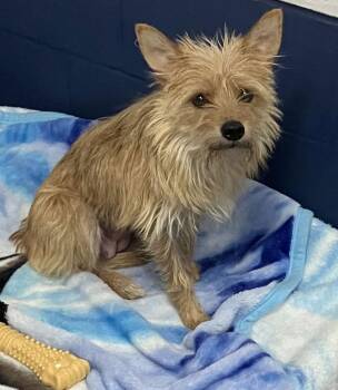 Yorkshire Terrier Dogs Available for Adoption - Scraggles 3yr Ava 1/28 | PetCurious