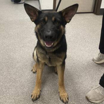 Sirius -  German Shepherd Dog Dog for Adoption in Durango, Colorado - Sirius | PetCurious