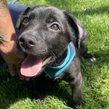 Dipper -  Chihuahua and Mixed Breed Dog for Adoption in Tacoma, Washington - Dipper | PetCurious