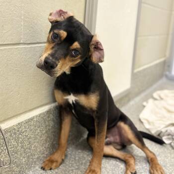 Rescue Mixed Breed Dogs for Adoption in Media, Pennsylvania - Meatball Tony | PetCurious