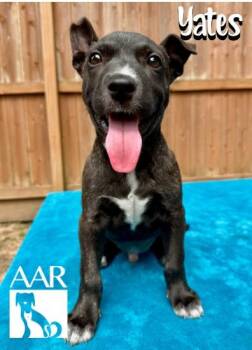 Yates -  Plott Hound and Mixed Breed Dog for Adoption in Magnolia, Texas - Yates | PetCurious