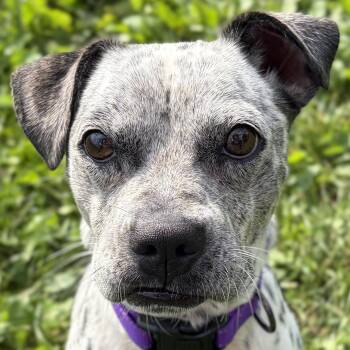 Ramona -  Pug Dog for Adoption in Jefferson, Wisconsin - Ramona | PetCurious