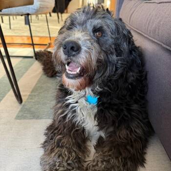 Mixed Breed Dogs Available for Adoption - Annabelle | PetCurious