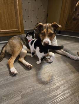 Stella -  Hound and Mixed Breed Dog for Adoption in Detroit, Michigan - Stella | PetCurious