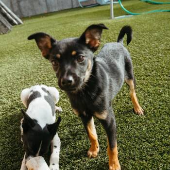 Rescue Chihuahua Dogs for Adoption in Jackson, Wyoming - Penelope | PetCurious