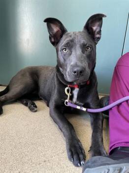 Mixed Breed Dogs Available for Adoption in Newton, North Carolina - BELLA (MIKU) | PetCurious