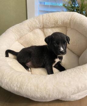 Little Bear -  Labrador Retriever Dog for Adoption in Silsbee, Texas - Little Bear | PetCurious