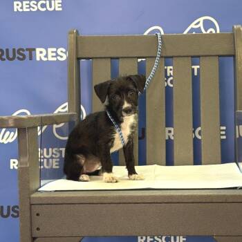DIXIE -  Terrier and Mixed Breed Dog for Adoption in Waterford, New Jersey - DIXIE | PetCurious