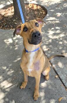 Honey -  Doberman Pinscher Dog for Adoption in Cottonwood, California - Honey | PetCurious