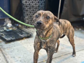Rescue Mixed Breed Dogs for Adoption in New York, New York - Tinkerbell | PetCurious