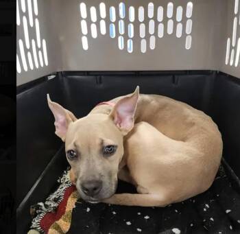 Bertha -  American Staffordshire Terrier Dog for Adoption in Kingman, Arizona - Bertha | PetCurious