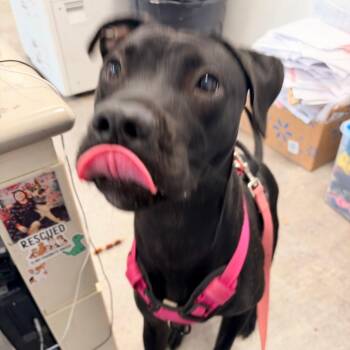 Bella swan -  Mixed Breed Dog for Adoption in Philadelphia, Pennsylvania - Bella Swan | PetCurious