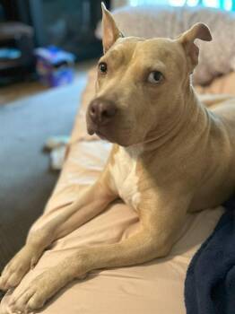 Pit Bull Terrier and Catahoula Leopard Dog Dogs Available for Adoption in Frisco, Colorado - BECKY | PetCurious