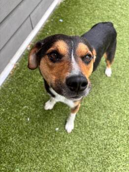 Kirby -  Beagle Dog for Adoption in Liverpool, New York - Kirby | PetCurious
