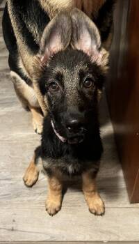 German Shepherd Dog Dogs Available for Adoption in Cheektowaga, New York - Liberty | PetCurious