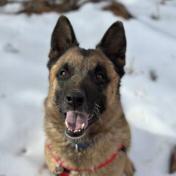 Wolfgang -  Belgian Shepherd Malinois Dog for Adoption in Torrey, Utah - Wolfgang | PetCurious